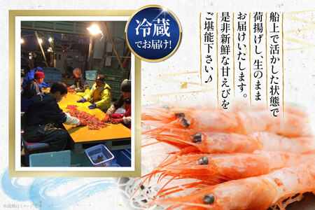 【期間限定発送】 甘エビ 冷蔵 400g