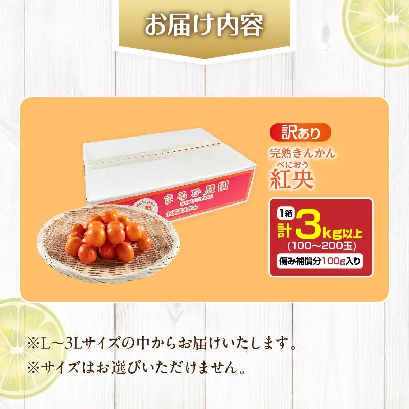 訳あり 先行予約 完熟 きんかん 紅央 計3kg以上 傷み補償分入り フルーツ 果物_BAV7-25