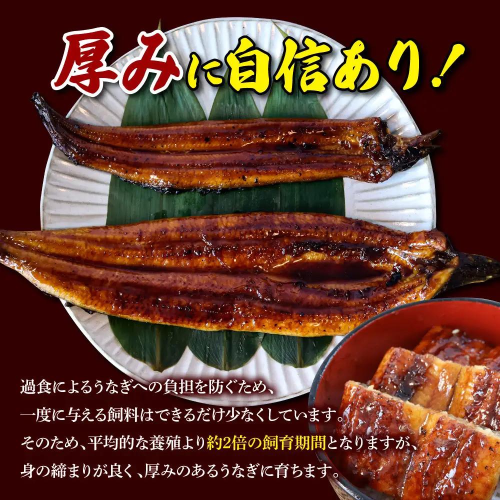 仁淀川特大肉厚うなぎ5尾セット タレ付き  高知県土佐市 【株式会社山本養鰻】 [BQAL002]