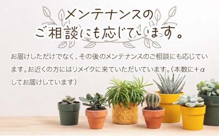 多肉植物の小苗３０本セット（３０種類アソート）多肉植物 植物 多肉植物セット インテリア ギフト _sh016