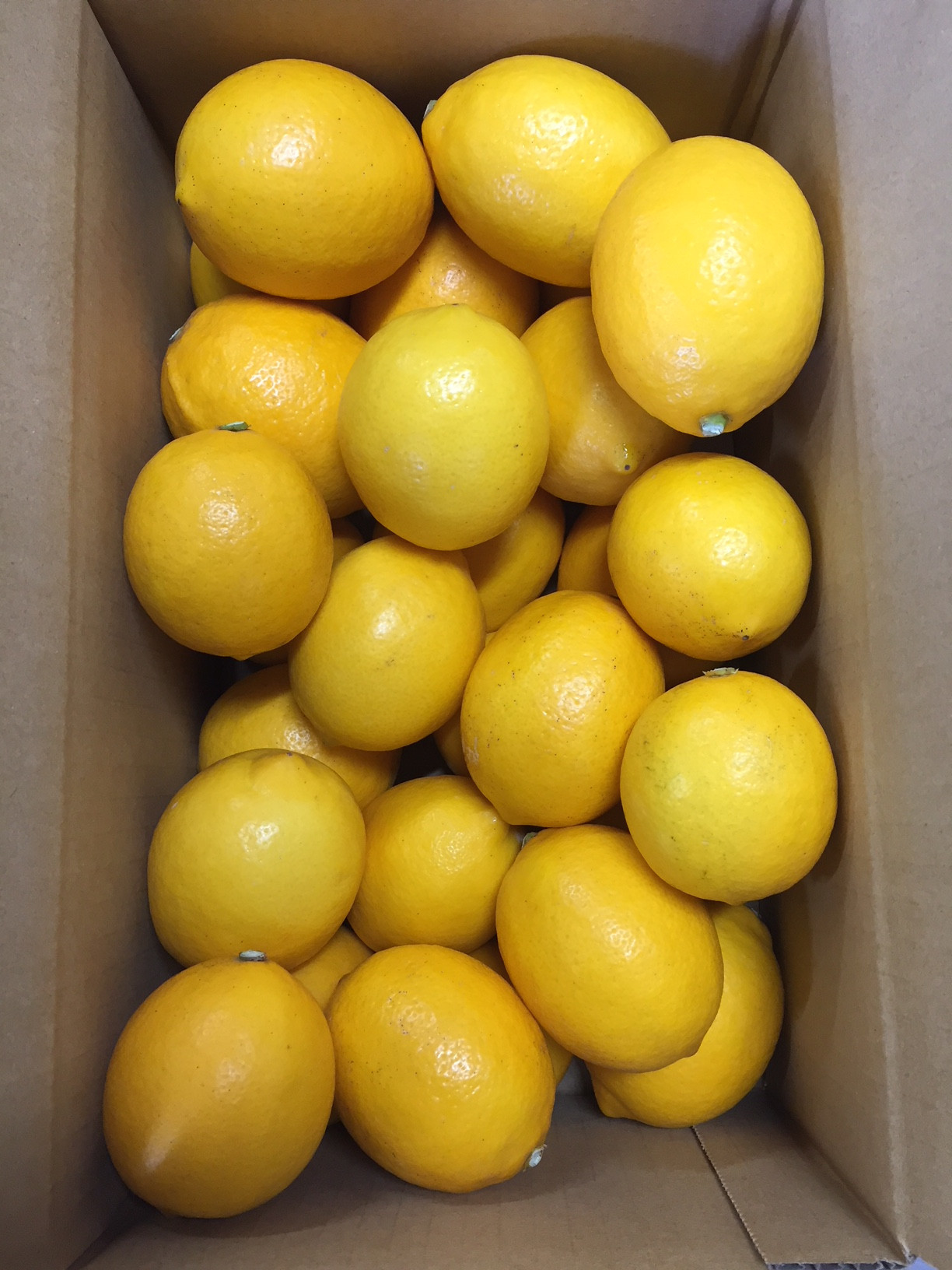 ［2027年1月中旬より順次発送］和歌山県産 レモン 約5kg 秀品 （サイズ混合）［まごころ手選別］［US74］