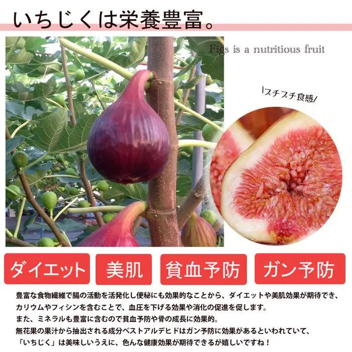 いちじく 朝採り 【2026年配送】　約1kg ／ 無花果 イチジク フルーツ くだもの 果物 果実 朝採れ 新鮮 農家直送 河南町産 大阪府 特産品 No.330