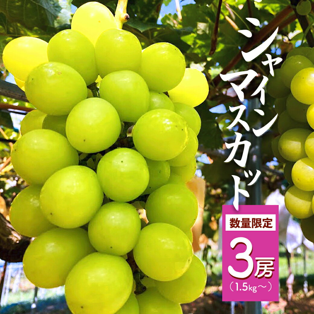 【ふるさと納税】≪先行予約≫ シャインマスカット 3房（1.5kg以上） 【 京都 綾部 京都府産 シャインマスカット 先行予約 葡萄 ぶどう 果物 くだもの フルーツ デザート 農家直送 国産 産地直送 旬 】