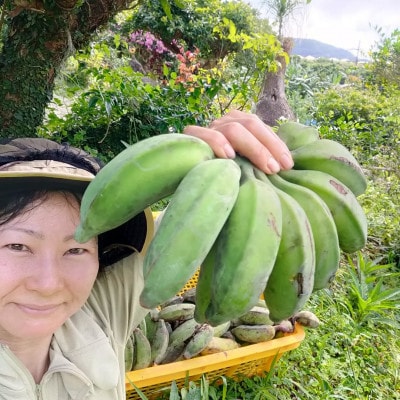 【2026年6月上旬から順次発送】今帰仁産のうみしおバナナ2kg【1732928】