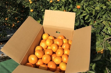 みかん 仲森農園 完熟熊野みかん 7kg【nkmr0006】