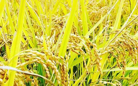 【先行予約】 令和6年産 極みのササニシキ（精米） 5kg 米 お米 おこめ 山形県 新庄市 F3S-2160