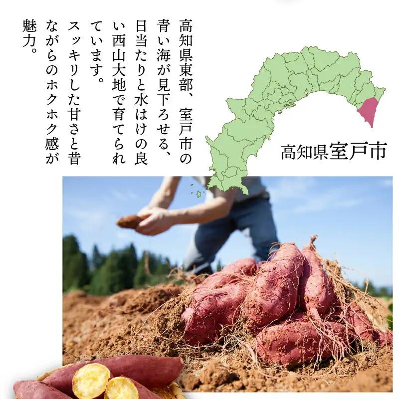 【令和９年２月お届け】西山きんとき芋（さつまいも） 訳あり 10kg ブランド芋 高知県室戸市 さつまいも サツマイモ さつま芋 焼き芋 やきいも ヤキイモ 野菜 大小混合 傷 故郷納税 送料無料 t