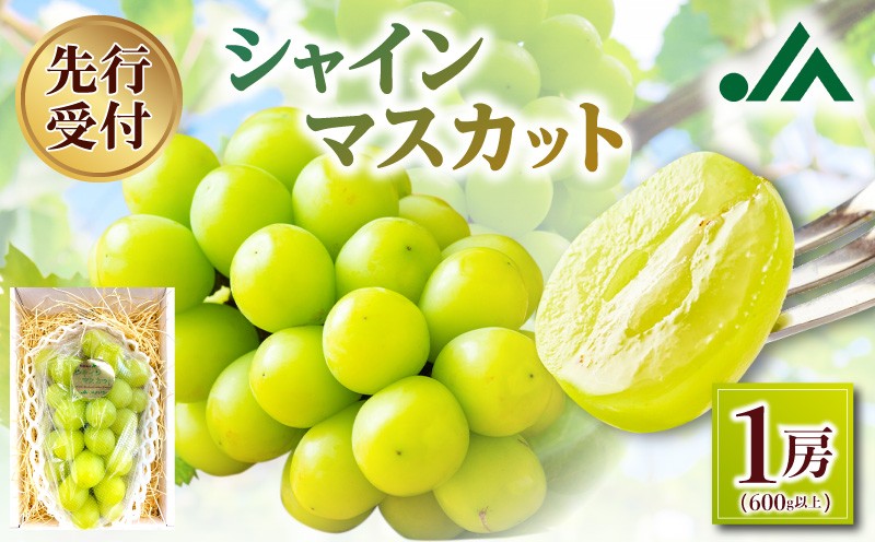 
                  【先行受付：2026年10月上旬以降発送分】シャインマスカット 1房（600ｇ以上）
                