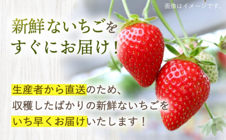 【☆先行予約☆】【数量限定】 ゆめのか いちご 約2kg（250g×8パック） 長崎 西海 イチゴ いちご 苺 ゆめのか いちご ＜川原農園＞ [CDR010]