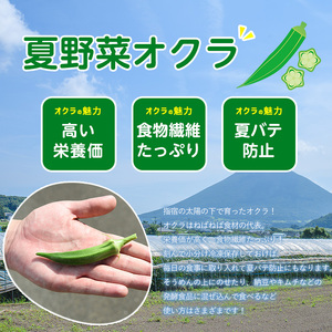 2026年 発送 夏の元気の源! 朝採れ新鮮いぶすきオクラ8本入り20袋 指宿促成青果 IB092-003 オクラ オクラ