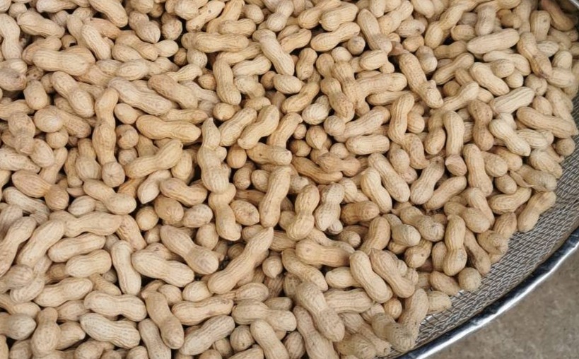 落花生 千葉半立 殻付き / 伊藤農園 / 落花生 ピーナッツ 豆 さや煎り さや炒り さやいり セット プレゼント 手土産 ギフト お歳暮