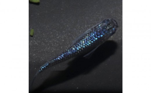 サファイア（メダカ）1ペア メダカ屋えん 横浜市