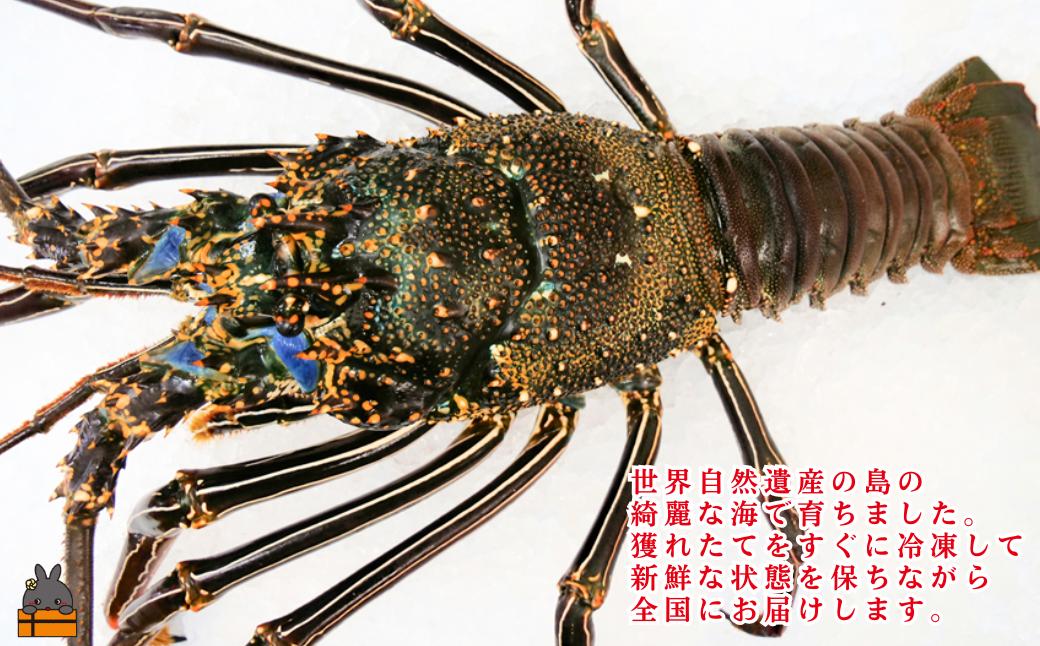 新鮮なまますぐ冷凍!!徳之島産冷凍“特大”伊勢海老1尾（1.5kg以上）　（ 伊勢えび イセエビ いせえび 伊勢えび 伊勢エビ えび エビ 海老 鍋 ご馳走 海の幸 料理 海産物 家族 正月 お祝い 