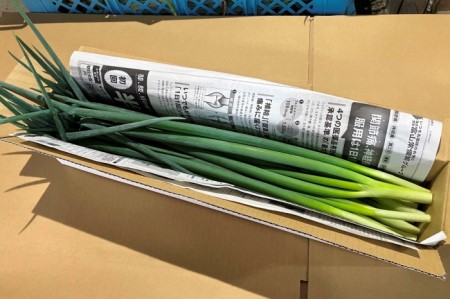 生産農家直送 京野菜・九条ねぎ700g〈ねぎ 野菜 京都 食材