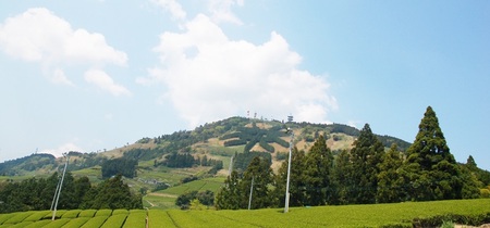 a19-003　世界農業遺産「茶草場農法」の深蒸し茶5本セット