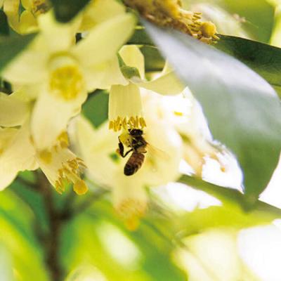 ふるさと納税 糸島市 【全12回定期便】糸島 はちみつ 520g/ヴァンベールフーズ[AFJ007] |  | 03