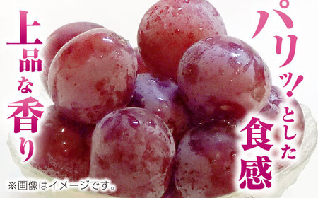 【先行予約】訳あり クイーンニーナ ぶどう 切り落とし 約1kg  【合同会社 社方園】 訳あり 赤ぶどう 赤系ぶどう 1kg 家庭用 葡萄 クイーンニーナ 訳ありぶどう 訳あり赤ぶどう 訳ありクイー