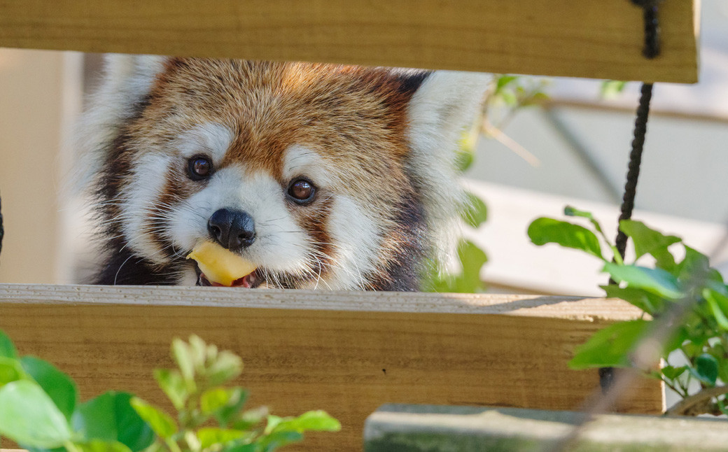 
到津の森公園の動物たちに地元農産物を寄贈【思いやり型返礼品】
