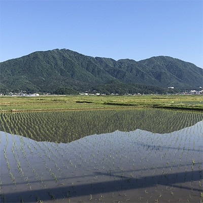 2023年1月発送開始『定期便』【令和4年産】特別栽培米コシヒカリ「伊彌彦米」無洗米5kg全3回
