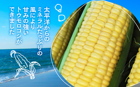 ≪先行予約≫ 令和8年産（2026年収穫）黄色とうもろこし 14本 直売所で大人気！ 愛知県 豊橋市 夏野菜 野菜 ミネラルたっぷり 海風そだち 潮風 BBQ 家族で 大容量 豊橋 ともちゃんのやさい