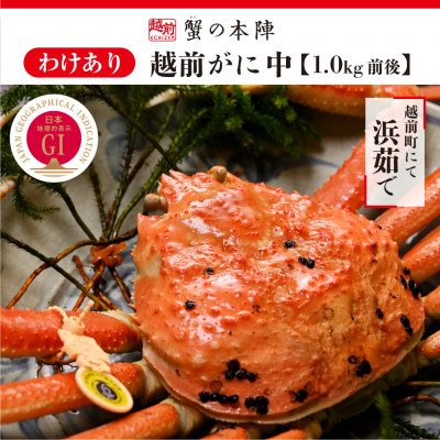 【わけあり】冬の日本海の味　浜茹で【越前がに　中　1.0kg前後】11月～翌3月順次発送【配送不可地域：離島・北海道・沖縄】【1590553】