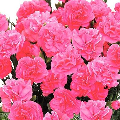 ふるさと納税 藤枝市 【母の日に!】ボリュームのカーネーション鉢植え ピンク系5号・カゴ付 |  | 02