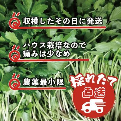 ふるさと納税 大館市 セリ 強い香りとシャキッとした歯応え 約600g |  | 03