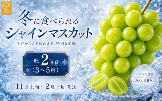 冬に食べるシャインマスカット 約2kg 3～4房［ おぶせファーマーズ ］ぶどう フルーツ 果物 【2026年11月上旬～2027年2月上旬発送】［FC-1］
