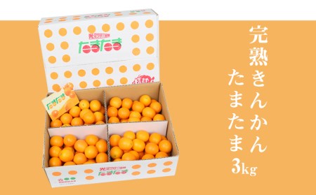 《2025年発送先行予約》【期間・数量限定】完熟きんかんたまたま 3kg 果物 フルーツ きんかん 