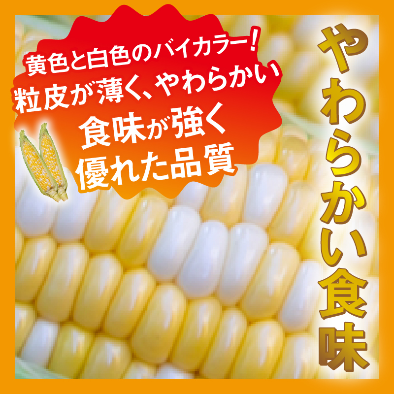 ≪2024年 先行予約≫富士北麓忍野村の気候、水、自然で作られた朝採りトウモロコシ（ピーターコーン）