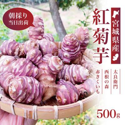 ふるさと納税 宮城県 【宮城県産】紅菊芋 500g(500g×1袋) 生きくいも 西根の森|太良衛門