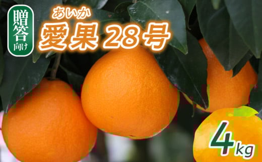 【2025年12月頃から発送】 愛果28号（ 紅まどんな と同品種） 贈答用 4kg | 愛媛 みかん あいか あいか28号 愛果 愛果28号 紅マドンナ 紅まどんな と同品種 蜜柑 アイカ 柑橘 果物 贈答 愛媛のみかん くだもの フルーツ あいか ご家庭用 みかん 数量限定 愛媛県産 ミカン 愛果28号 愛媛県 松山市