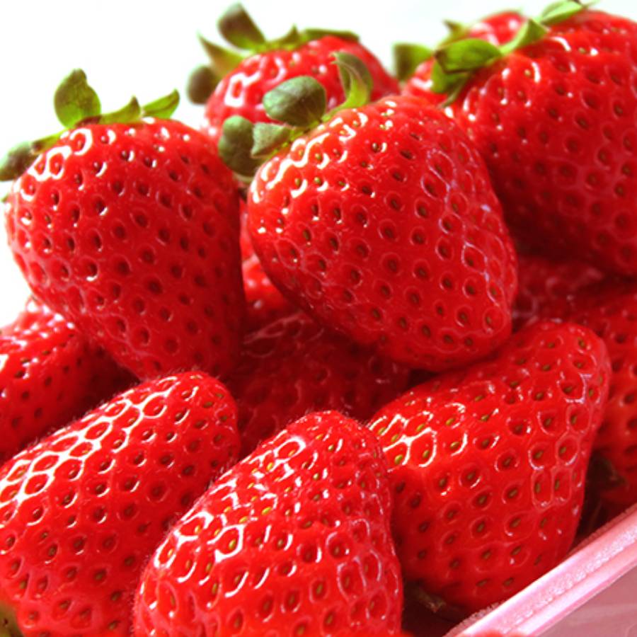 ＜魚鶴＞「苺」まりひめ　秀品280g×2パック