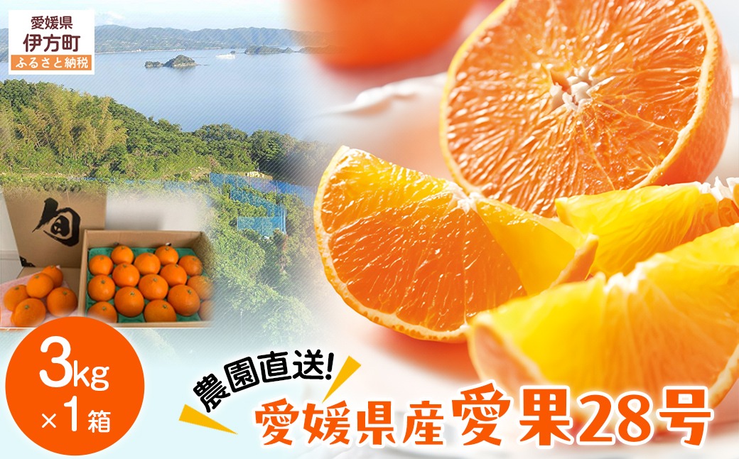 【先行予約】【数量限定】＼農園直送／愛媛県産 愛果28号 3kg×1箱（2025年12月中旬より順次発送） IKTV003