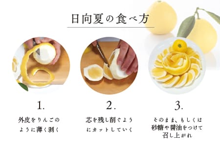 初春の旬「日向夏」種なし ２.５kg