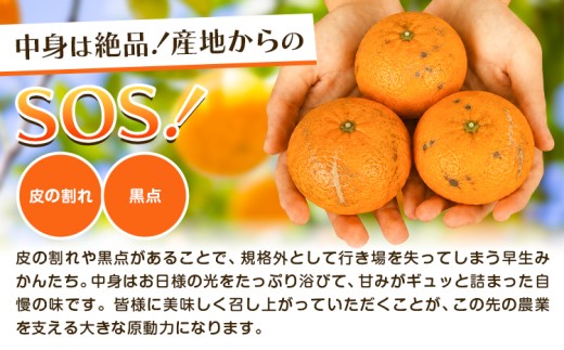 みかん 超訳あり早生みかん 約5kg 《12月上旬-2月上旬頃出荷》 和歌山県 日高川町 みかん ミカン 早生みかん 蜜柑 柑橘 訳あり 果物 くだもの フルーツ 青果物