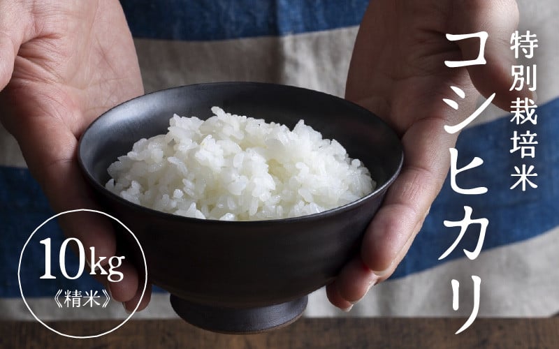 
            【先行予約】【令和7年産】 特別栽培米 コシヒカリ 精米 10kg×1袋（計10kg） ／福井県産 ブランド米 コシヒカリ ご飯 白米 新鮮 特別栽培米 【2025年9月下旬より順次発送予定】 [aw121-b003]
          