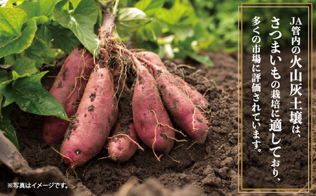 千葉県神崎町 JAかとり産 さつまいも 紅あずま Mサイズ20本入り ほくほく香ばしい 定番の味 焼き芋・干し芋に べにあずま ベニアズマ  [001-a003]【千葉県神崎町ふるさと納税】【焼き芋 