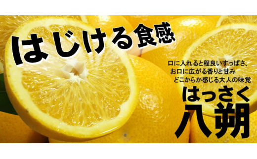 八朔(はっさく) 約5kg サイズおまかせ　紀伊国屋文左衛門本舗 ※2026年1月下旬～2026年4月上旬頃に順次発送予定【sgtb410B】