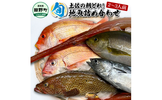 ～四国一小さなまち～ 土佐の朝どれ「旬」地魚詰め合わせ（2～3人前）朝獲れ 旬 鮮魚 魚 魚介 海鮮 海の幸 さかな 鮮度 セット おまかせ お任せ ウロコ・内臓・エラ処理済み