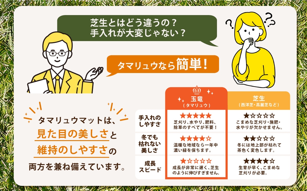玉竜 タマリュウ たまりゅう 6枚