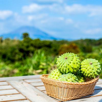 ふるさと納税 垂水市 垂水産温泉アテモヤ 1kg【秀品】 森のアイスクリーム 希少な国産アテモヤ 【財宝】(垂水市) |  | 02