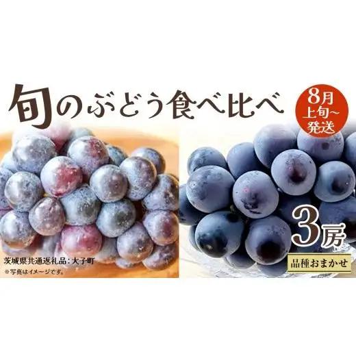 旬な ぶどう 食べ比べ 700g × 3房 【2026年8月上旬発送開始】(茨城県共通返礼品：大子町)