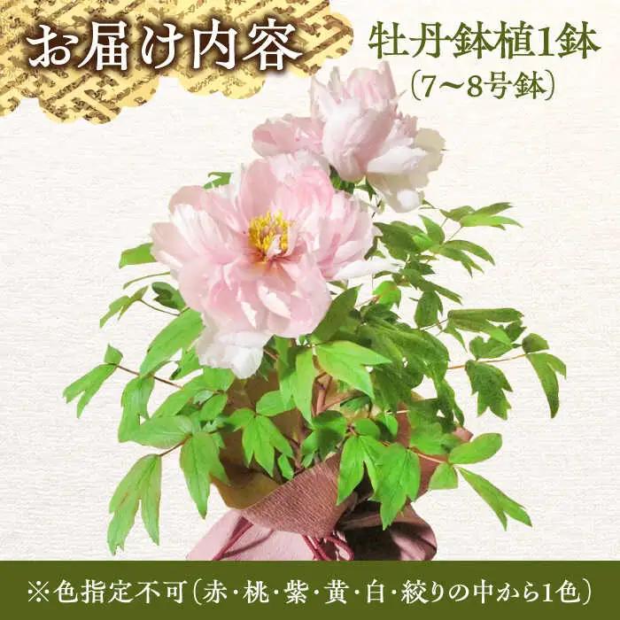 花【先行予約】【2026年12月上旬以降順次発送】松江大根島牡丹(宝寿ぼたん) 2輪咲き 島根県松江市/島根県農業協同組合くにびき地区本部[ALBC004] 花 花