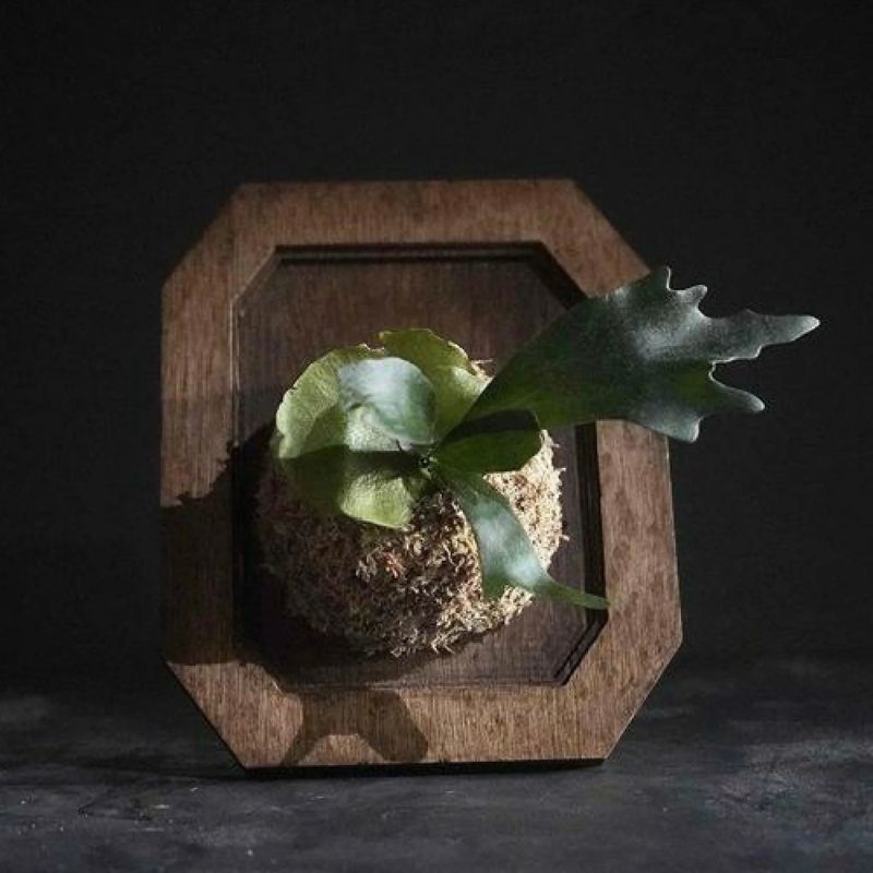 【ふるさと納税】ビカクシダ　そのまま飾れる　　インテリアセット