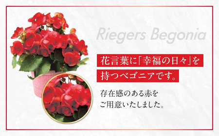 《母の日までにお届け》リーガスベゴニア レッド ベゴニア 花 花 鉢植え 鉢 鉢花 花 観葉植物 植物 5号鉢 人気 おしゃれ かわいい 母の日 プレゼント 贈り物 贈答 ギフト 冬 フラワーギフト 