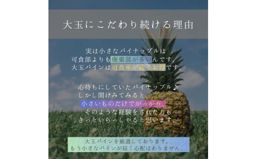 ＜先行予約＞石垣島産・大玉ピーチパイン 6玉 約6.0kg ＜2026年5月以降発送＞【 沖縄県石垣市 石垣島 フルーツ 果物 パイン パインアップル パイナップル 産地直送 】SI-038 大玉 6