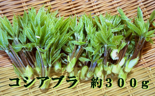 阿賀町産　山菜　コシアブラ