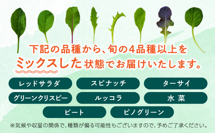 有機野菜 ベビーリーフ 計700g (35g×20パック)  山都町産 産地直送 高原野菜 有機JAS認証取得【株式会社 清和ミネラル会】 [YBT005]