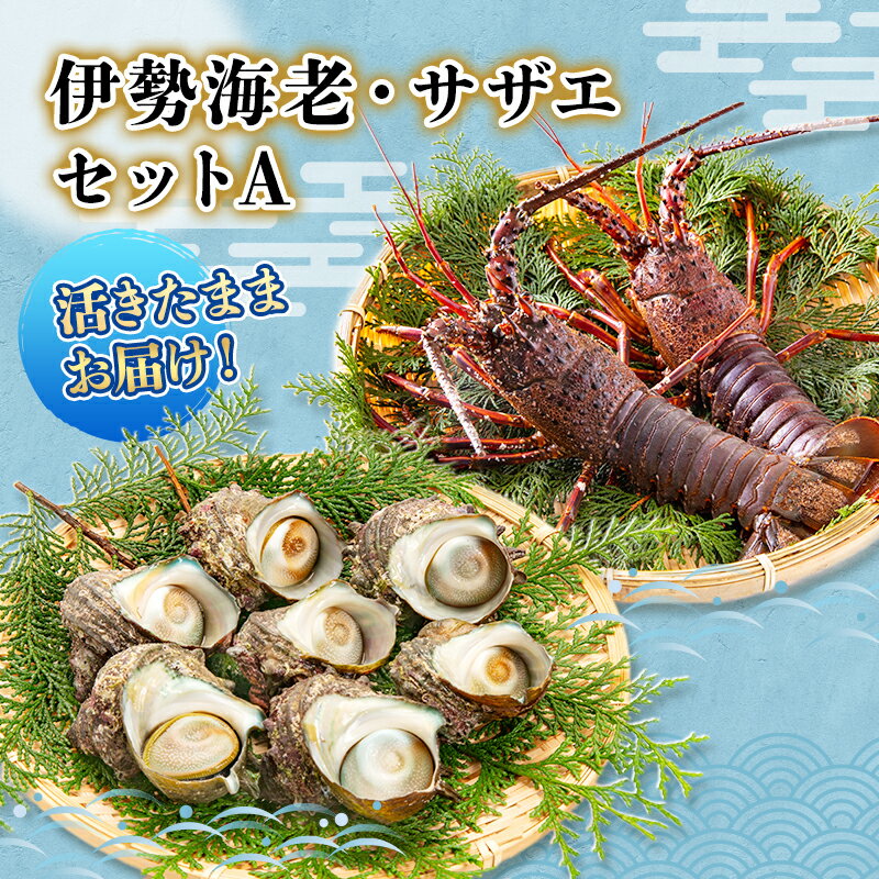 【ふるさと納税】海老 冷蔵 活 セット 2～3匹 4～15匹 詰め合わせ 伊勢海老 サザエ A 産地直送 活き伊勢海老 活サザエ 伊勢えび エビ えび 貝 魚介 魚介類 海鮮 海鮮セット 静岡県河津町　お届け：毎年10月～翌年5月中旬出荷予定